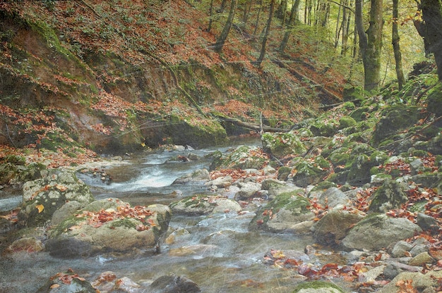 Bosque de otoño de cosecha