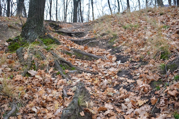 Bosque de otoño cubierto de follaje. Paisaje otoñal.