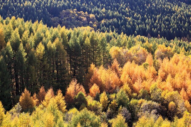 Bosque de otoño una densa plantación a la luz del sol