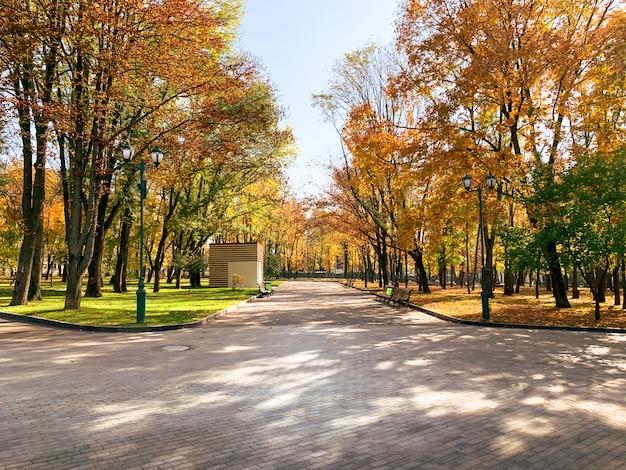 Bosque de otoño en un día soleado con follaje dorado caído