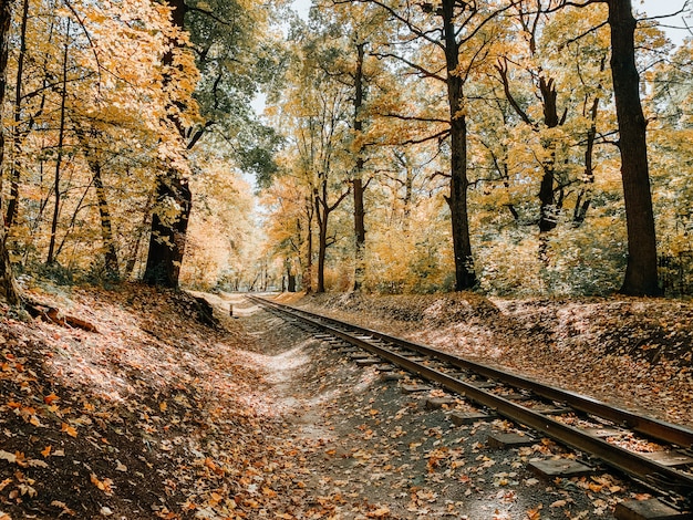 Bosque de otoño en un día soleado con follaje dorado caído