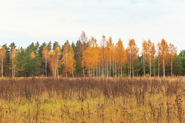 Bosque de otoño en un día soleado, fondo, vista panorámica de otoño dorado, banner, panorama