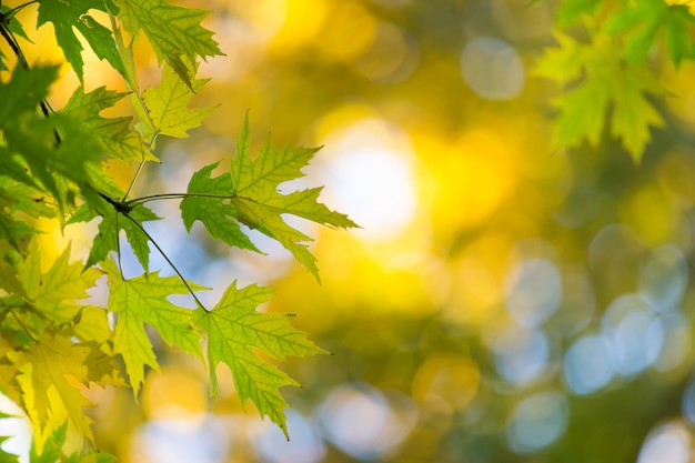 Bosque de otoño en un día soleado. hoja de otoño