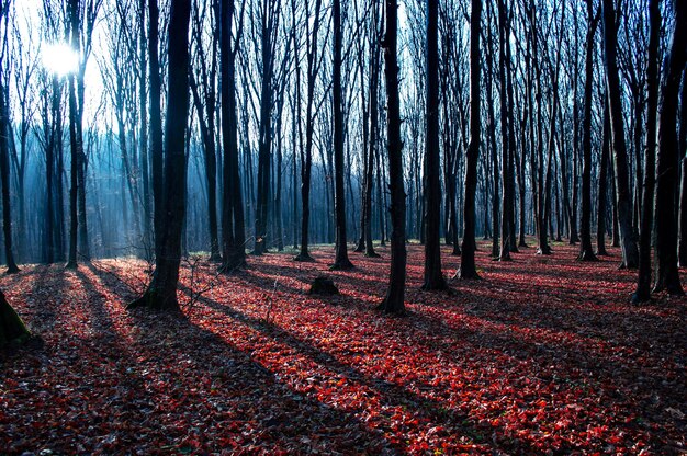 Bosque de otoño en un día soleado