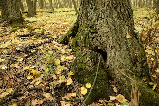 Bosque de otoño en el distrito Sengileyevsky de la región de Ulyanovsk abedules con follaje amarillo y verde