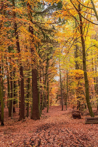 Bosque de otoño en Europa Naturaleza en Polonia durante el otoño