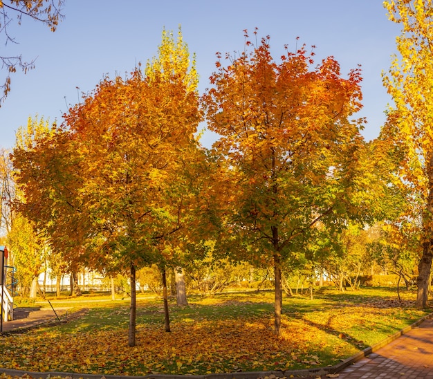 Bosque de otoño y follaje caído