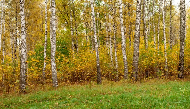 Bosque de otoño y follaje caído