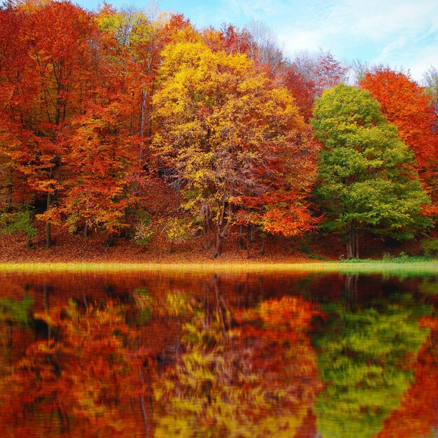 Bosque de otoño Fondo de fondo bosque de otoño árbol