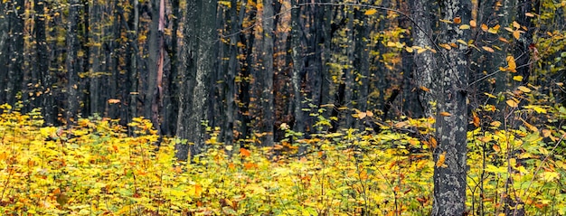 Bosque de otoño con hojas amarillas en árboles jóvenes, panorama