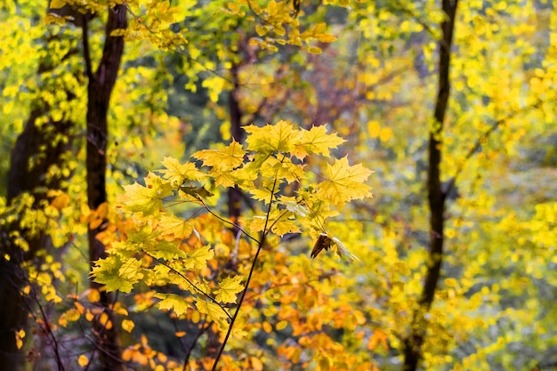 Bosque de otoño con hojas amarillas a la luz del sol