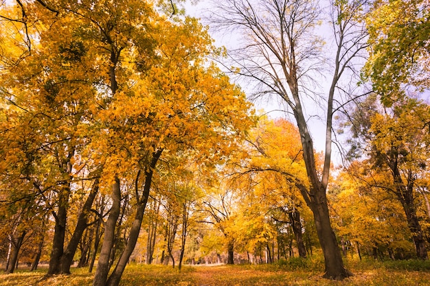 Bosque de otoño con hojas amarillas