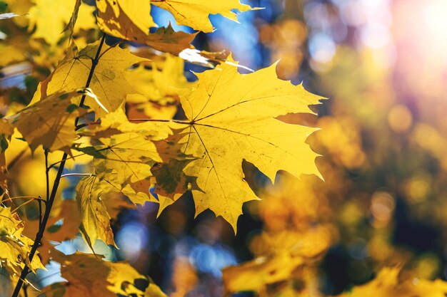 Bosque de otoño con hojas de arce amarillas en un árbol cuando hace sol