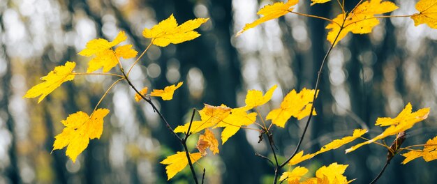 Bosque de otoño con hojas de arce amarillas en los árboles