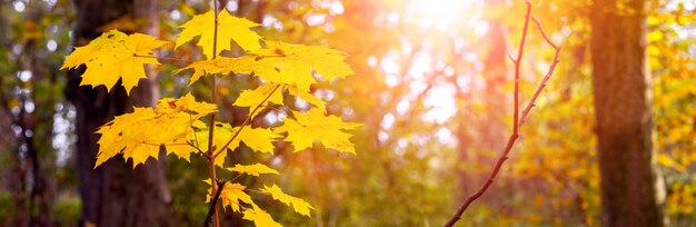 Bosque de otoño con hojas de arce amarillas en el sol vespertino, panorama otoñal atmosférico