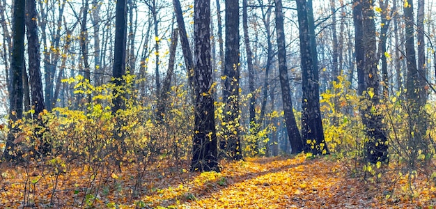 Bosque de otoño con hojas caídas en un día soleado