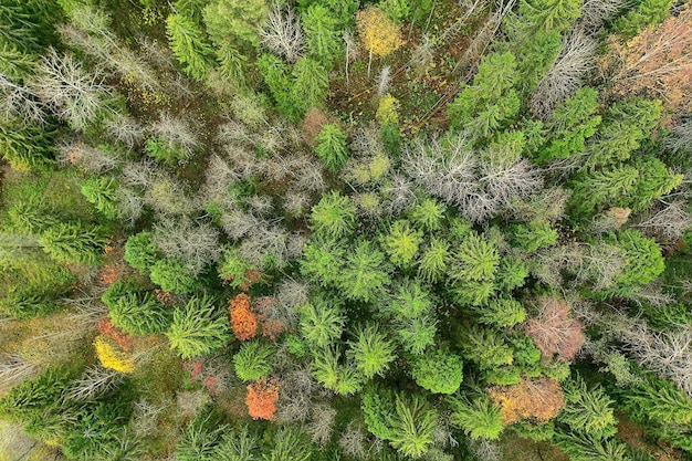 Foto bosque de otoño sin hojas vista superior con drone, paisaje de fondo de naturaleza