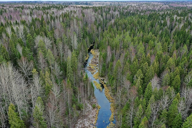 bosque de otoño sin hojas vista superior con drone, paisaje de fondo de naturaleza