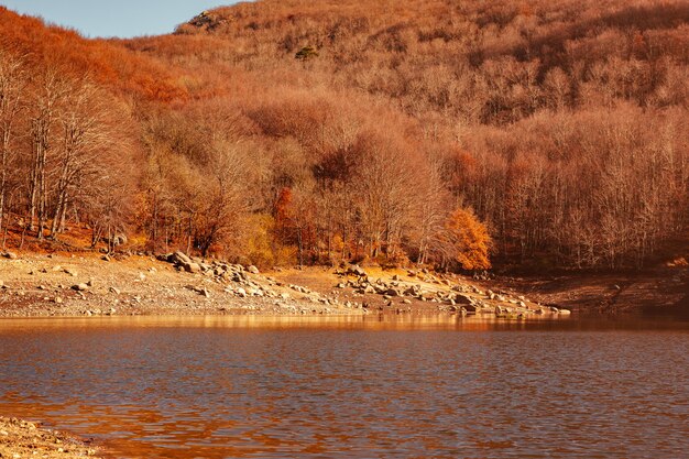 Bosque de otoño junto al lago al atardecer