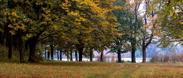 Bosque de otoño junto al río. Camino en el bosque de otoño