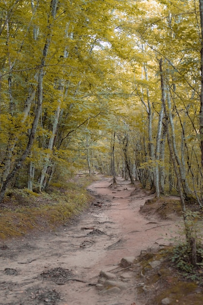 Foto bosque de otoño lleno de árboles