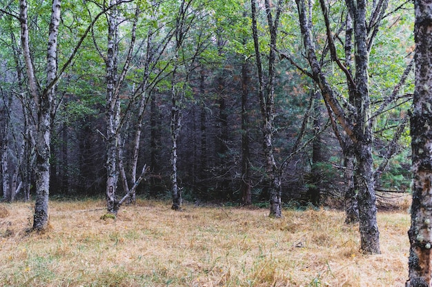 Bosque de otoño con luz que muestra 1