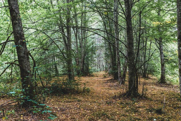 Bosque de otoño con luz que muestra 44