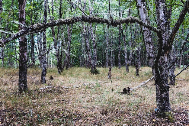 Bosque de otoño con luz que muestra 5