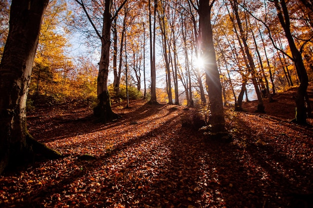 Bosque de otoño con luz solar a través de la niebla y los árboles.