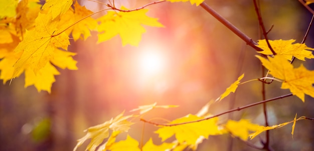 Bosque de otoño mágico con hojas de arce amarillas en un árbol en el atardecer de la tarde, puesta de sol en el bosque de otoño