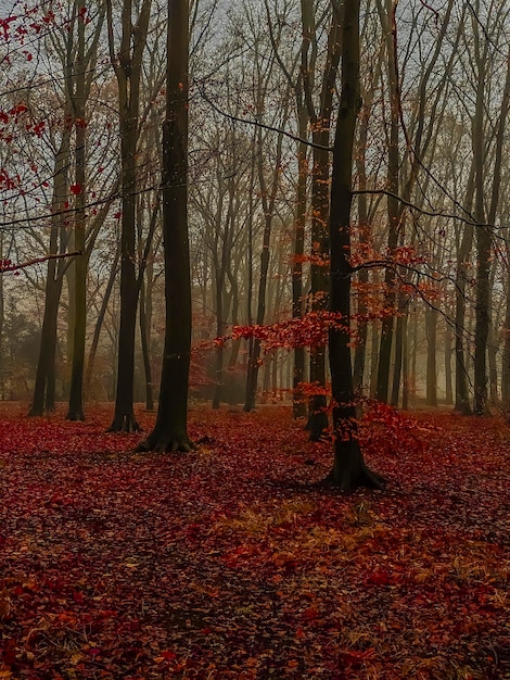 Foto bosque de otoño en una mañana de niebla árboles de otoño de colores