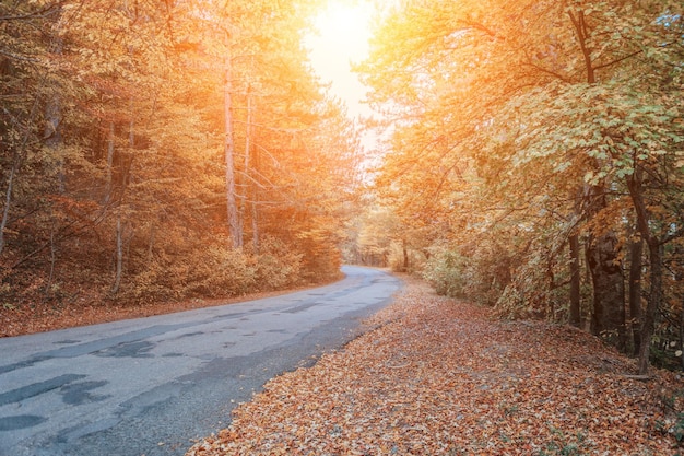 Bosque de otoño místico encantador paisaje encantador con un camino en el bosque de otoño y caído