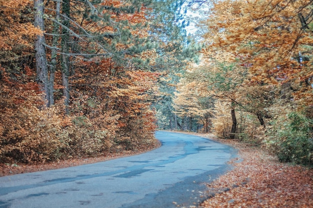 Bosque de otoño místico encantador paisaje encantador con un camino en el bosque de otoño y caído