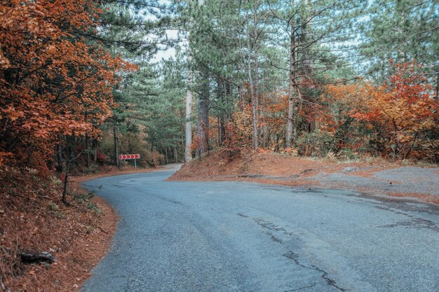 Bosque de otoño místico encantador paisaje encantador con un camino en el bosque de otoño y caído