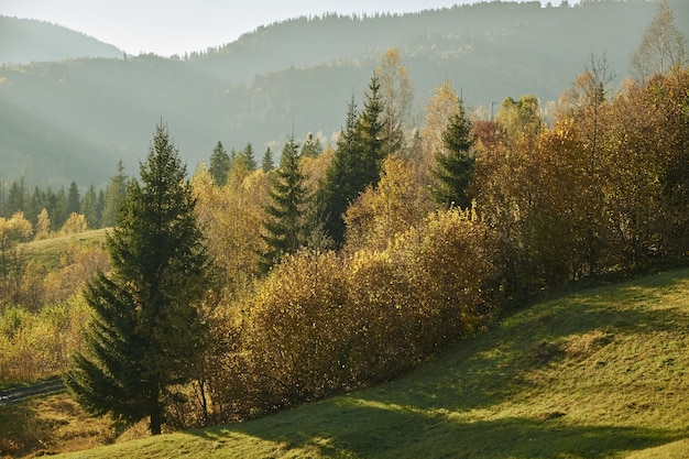 Bosque del otoño en las montañas en un día soleado