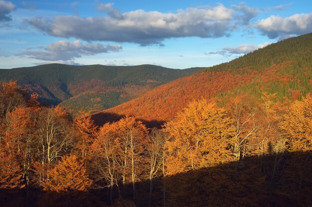 Bosque de otoño en las montañas. Tarde soleada. Cárpatos, Ucrania, Europa