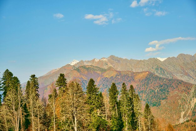 Bosque de otoño en las montañas