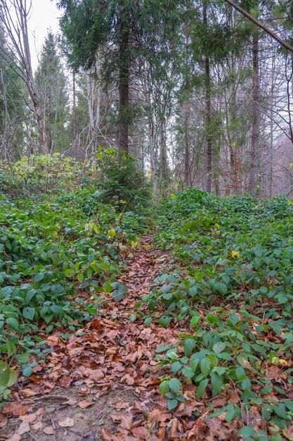 Bosque de otoño en las montañas