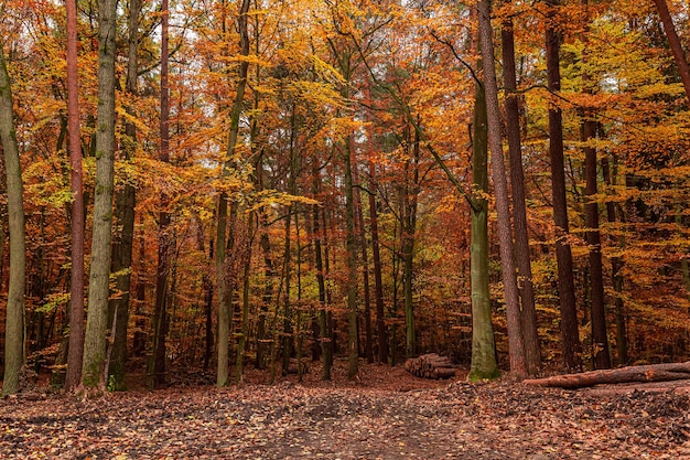 Bosque en otoño Naturaleza en Polonia durante el otoño