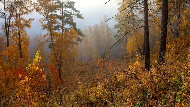 Bosque de otoño en la niebla de la mañana