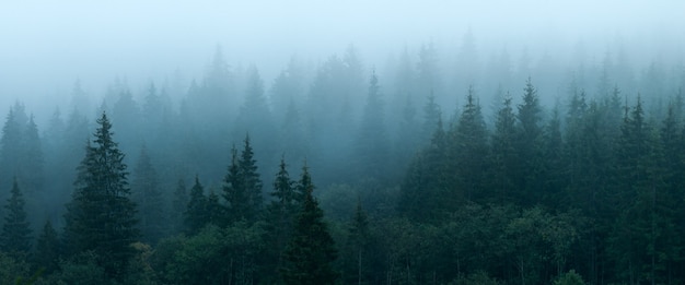 Bosque de otoño en la niebla, panorama