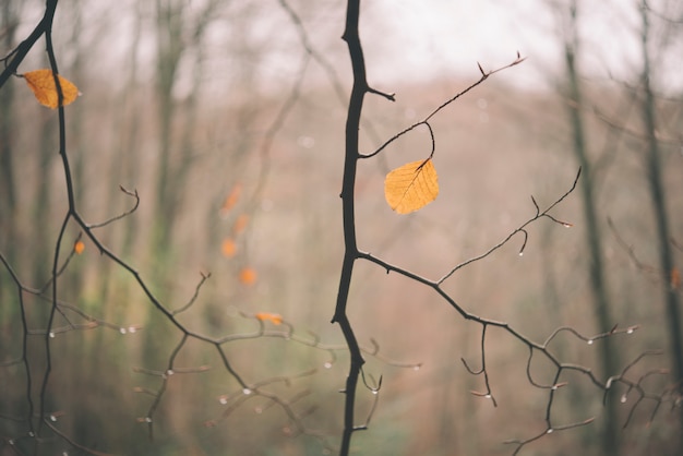 Bosque de otoño con niebla