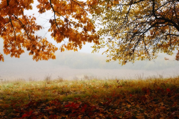 Bosque de otoño en la niebla