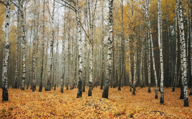 Bosque de otoño en la niebla