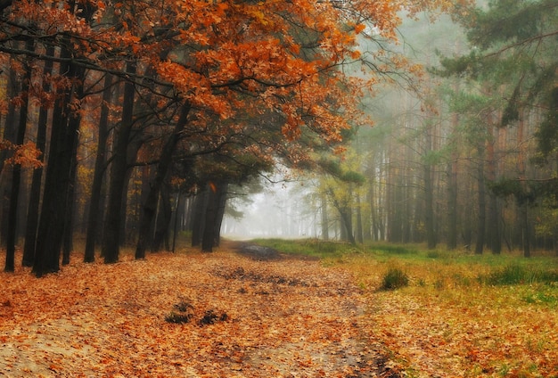 Bosque de otoño en la niebla