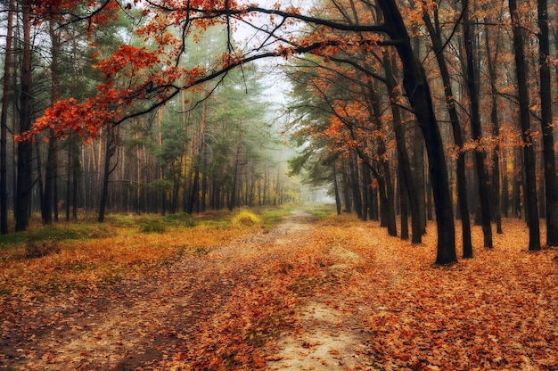 Bosque de otoño en la niebla