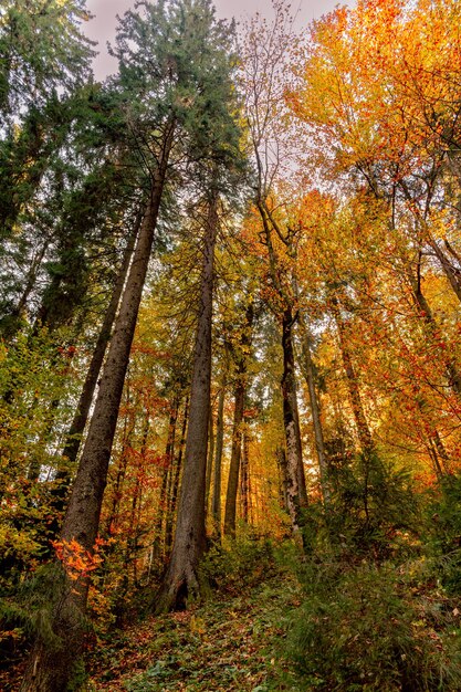 Bosque de otoño en otoño