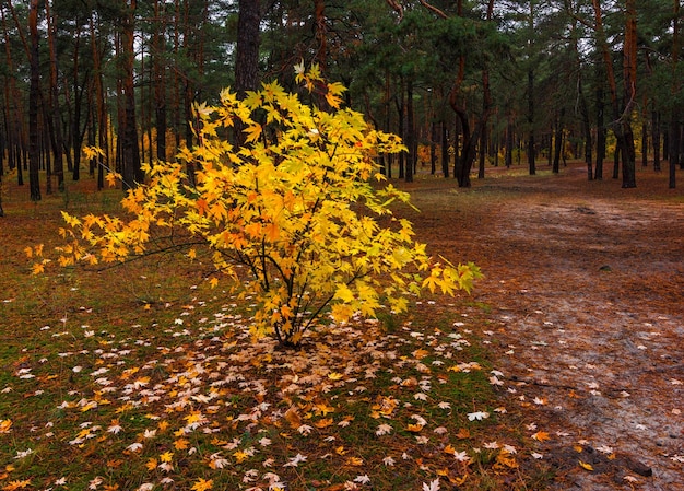 Bosque de otoño. Paisaje. Colores de otoño