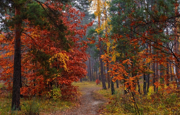 Bosque de otoño. Paisaje. Colores de otoño