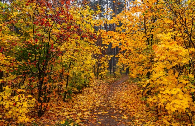 Bosque de otoño. Paisaje. Colores de otoño